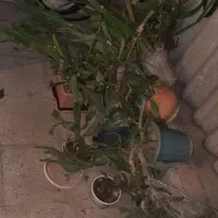 گل کاکتوس  طبیعی