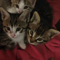 گربه DSH ماده و نر