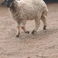 بره نر گوسفند و بره