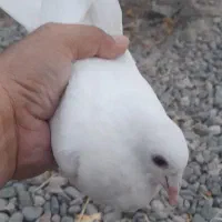 سفید پاک جوجه