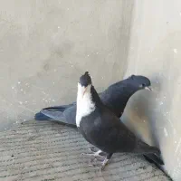 ریش سیاه کاکل