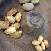 بادام پوست کاغذی
