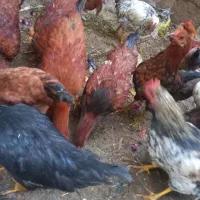 خروس محلی|حیوانات مزرعه|اسکو, |دیوار