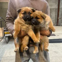 سگ مالینویز