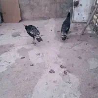 بوقلمون|حیوانات مزرعه|بیستون, |دیوار