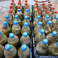 خیارشور‌وآبغوره