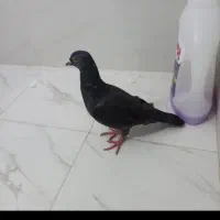 کبوتر پلاکی