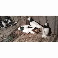 جفت طوق سیاه کلای با جوجه و جفت امری رنگی