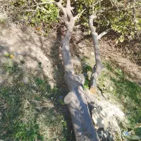 خرید چوب مرکبات