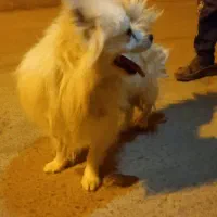 سگ اشپیتز|سگ|زارچ, |دیوار