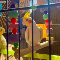 عروس هلندی لوتینو|پرنده|شوش, |دیوار