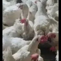مرغ تخم گذارگوشتی سالم سبدکالا