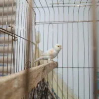 قناری ماده زیبا