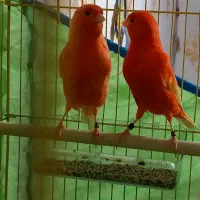 قناری|پرنده|بندر ماهشهر, |دیوار