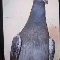 تعدادی پرنده پرشی تضمینی