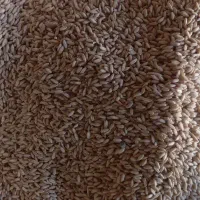گندم بذری رقم سرداری|گل و گیاه طبیعی|الیگودرز, |دیوار