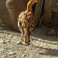 مرغ لاری اصل بخون|حیوانات مزرعه|زابل, |دیوار