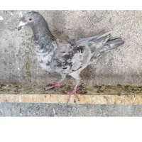 کفتر هفرنگ دودی