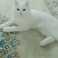 گربه پرشین نر یک سال و نیمه|گربه|تنکابن, |دیوار