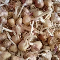 سیر تند رباط