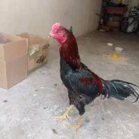 خروس لاری