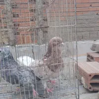 کبوتر حدود۳۰تا یجا کبوترا فوق العاده هستن|پرنده|بومهن, |دیوار