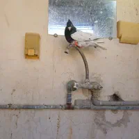 کفتر بهبهانی کله|پرنده|شیراز, حومه شیراز|دیوار