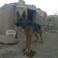 فروش فوری ژرمن شپهرد آماده جفت گیری ماده|سگ|چهارباغ, |دیوار