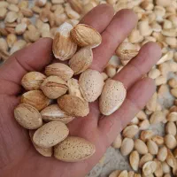بادام آذری