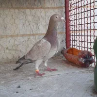 کبوتر هفت رنگ|پرنده|ابهر, |دیوار