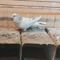 هفترنگ نر پرشی تبعید کاشمر