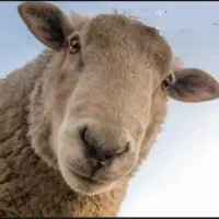 بره نره سبک