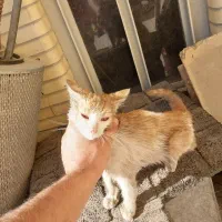 بچه گربه|گربه|سیرجان, |دیوار