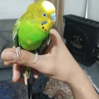 مرغ عشق دستی بالغ با قفس|پرنده|دوگنبدان, |دیوار