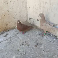 تعدادی کفتر هوایی