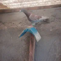 کبوتر پلاکی جانسن