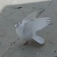 کبوتر خال نسل شاپر