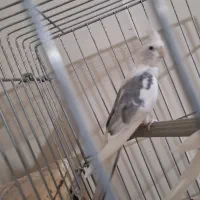 عروس هلندی نر ابلغ البینو مست|پرنده|شیراز, شهرک سراج|دیوار