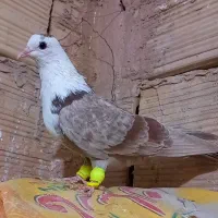 دو عدد کلاغ کربلایی سر سفید ماده مشهد ارسالم دارم|پرنده|قزوین, |دیوار