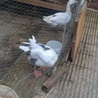 فروش غاز نر و ماده