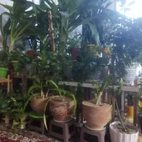 عصاره کود کبوتر ومرغ