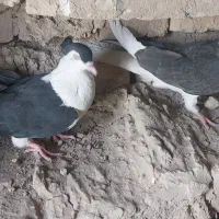 کفتر
