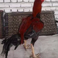 خروس لاری|حیوانات مزرعه|ساری, |دیوار