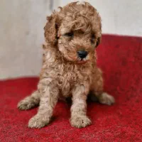 توی پودل مینیاتوری