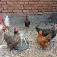 خروس..و مرغ تخم گذار