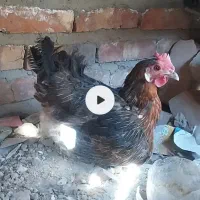 مرغ کت