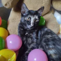 بچه گربه ماده، نژاد dlh