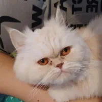 گربه گم شده....