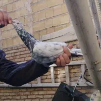 کبوتر نر نامه بر|پرنده|کنگاور, |دیوار