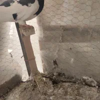 کبوتر شهری نر|پرنده|مرودشت, فاز دوم شهرک فرهنگیان|دیوار